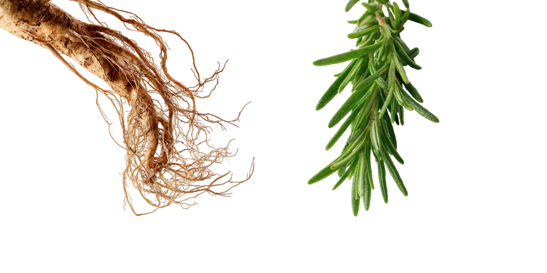 Tonizační botanické extrakty